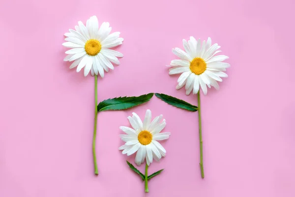 Tres margaritas grandes sobre un fondo rosa. Las margaritas simbolizan a padres e hijos. Los padres protegen y aman al niño — Foto de Stock