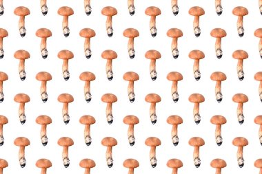 Beyaz arka planda izole edilmiş büyük orman beyaz mantarı. Kusursuz desen.