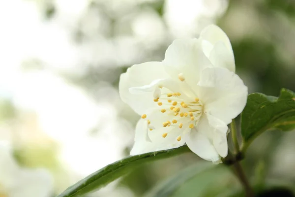 Hafif Bir Arka Plan Üzerinde Güzel Yasemin Çiçek — Stok fotoğraf