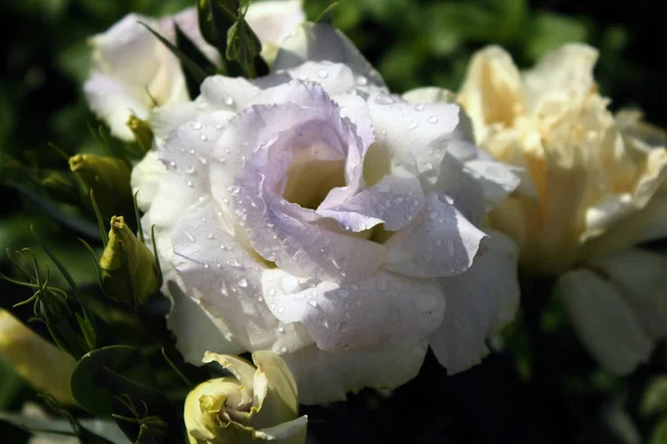 Hermosa Flor Blanca Jardín — Foto de Stock