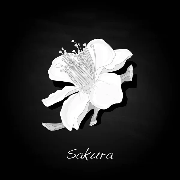 Sakura Fleur Cerisier Fleur Illustration Isolée — Image vectorielle