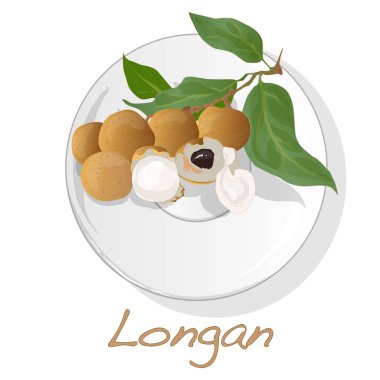 Longan, Dimocarpus longan. Beyaz arka plan üzerinde çanak Longan vektör illüstrasyon izole.