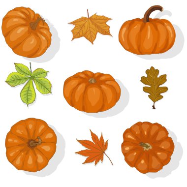  Renkli kabak ve leavs üstten görünüm. Vektör illüstrasyon izole.