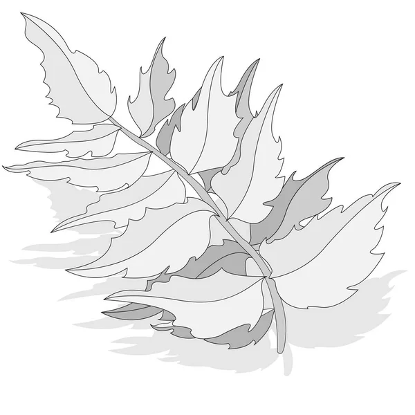 Φύλλα Φθινοπώρου Πολύχρωμο Διάνυσμα Εικονογράφηση Σύνολο Απομονωμένων Λευκό Φόντο — Διανυσματικό Αρχείο