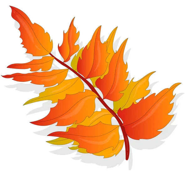 Leaf Höstens Färgglada Vektorillustration Ställa Isolerade Vit Bakgrund — Stock vektor