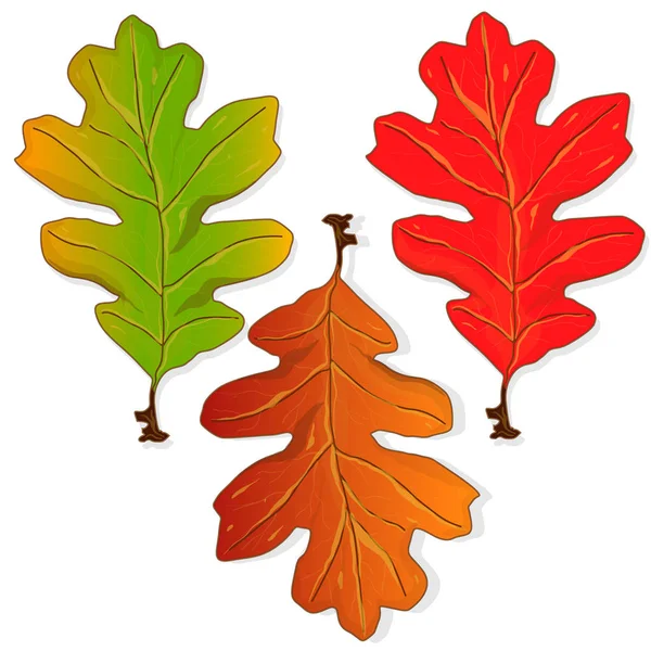 Φύλλα Φθινοπώρου Εικονογράφηση Πολύχρωμο Διάνυσμα Σύνολο Απομονωμένων — Διανυσματικό Αρχείο