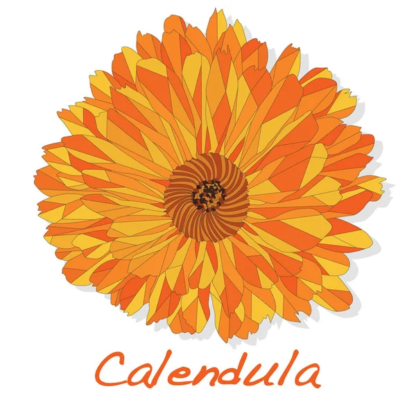 Calendula Ilustrasi Vektor Herbal Medis Diisolasi Pada White Polygonal - Stok Vektor