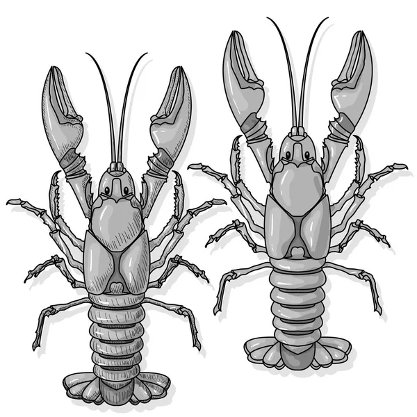 Ilustrasi Vektor Crayfish Pada Latar Belakang Putih - Stok Vektor