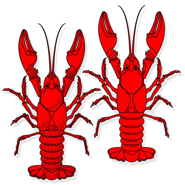 Crayfish vector illustration on a white background.