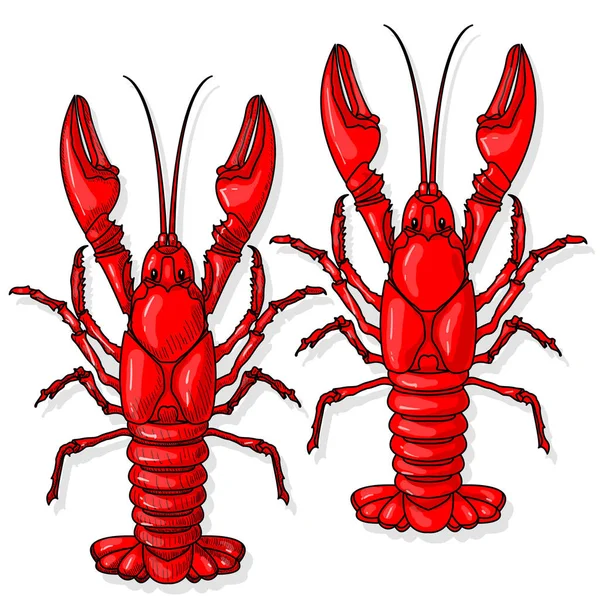 Crayfish Vector Illustration White Background — Stock Vector