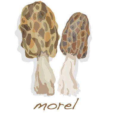 Bahar mantar morel. Beyaz arka plan üzerinde izole morels.