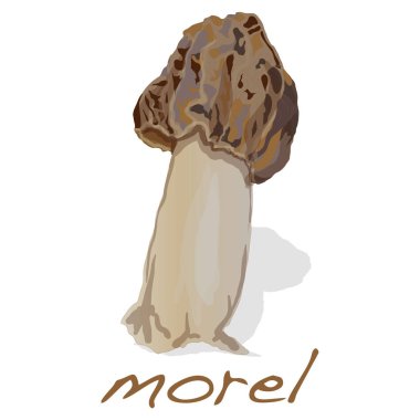 Bahar mantar morel. Beyaz arka plan üzerinde izole morels.