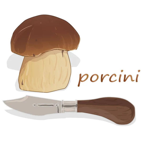 Porcini Isolated White Background White Mushrooms — Stock Photo, Image