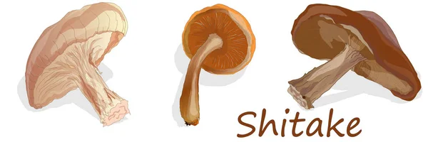 Shitake Mushroom Illustration Isolated White — Stock Photo, Image