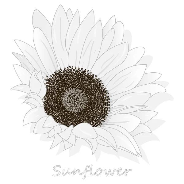 Słonecznik Białym Tle Zestaw Ilustracji Tle — Zdjęcie stockowe