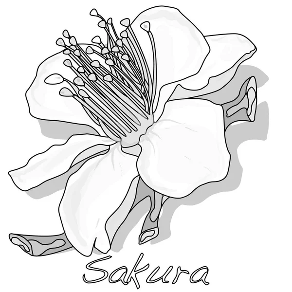 Sakura Fleur Cerisier Fleur Illustration Isolée — Photo