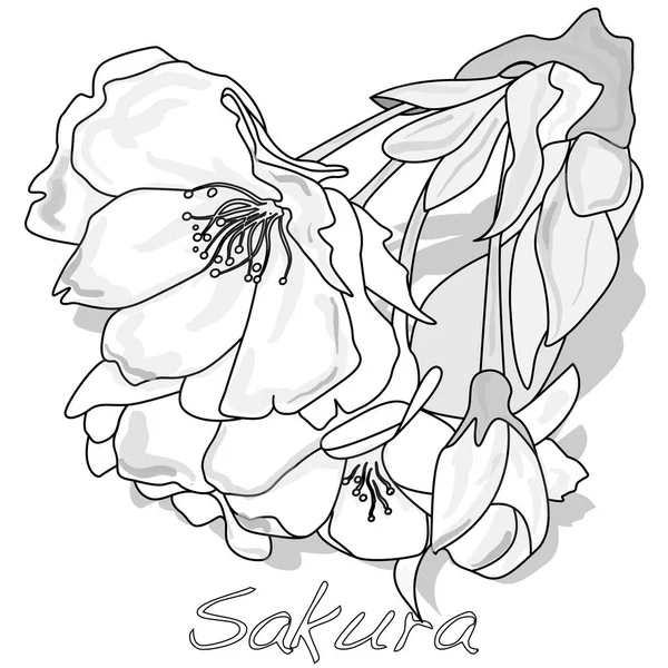 Sakura Fleur Cerisier Fleur Illustration Isolée — Photo