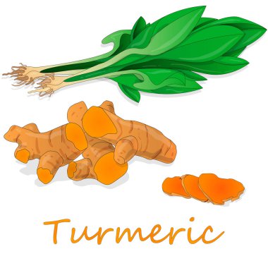 Zerdeçal (Curcuma longa Linn) toz ve beyaz arka plan üzerinde kök illüstrasyon vektör.