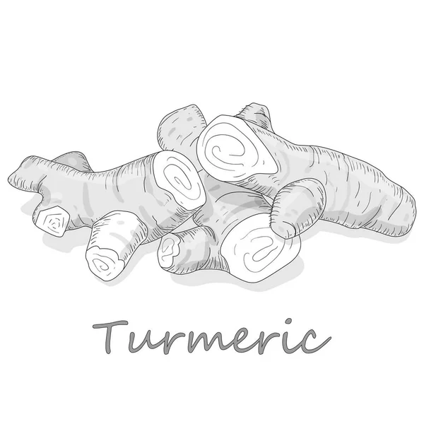 Turmeric Curcuma Longa Linn Powder Root White Background Vector Illustration — Stock Vector