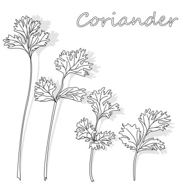 Taze kişniş veya Salantro ot. Vektör illüstrasyon izole.