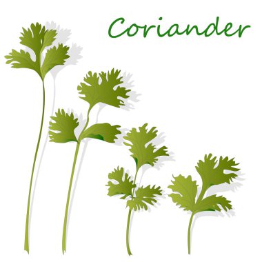 Taze kişniş veya Salantro ot. Vektör illüstrasyon izole.