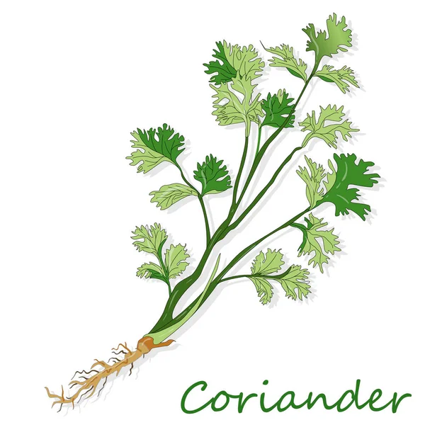 Coriandre ou coriandre fraîche. Illustration vectorielle isolée . — Image vectorielle