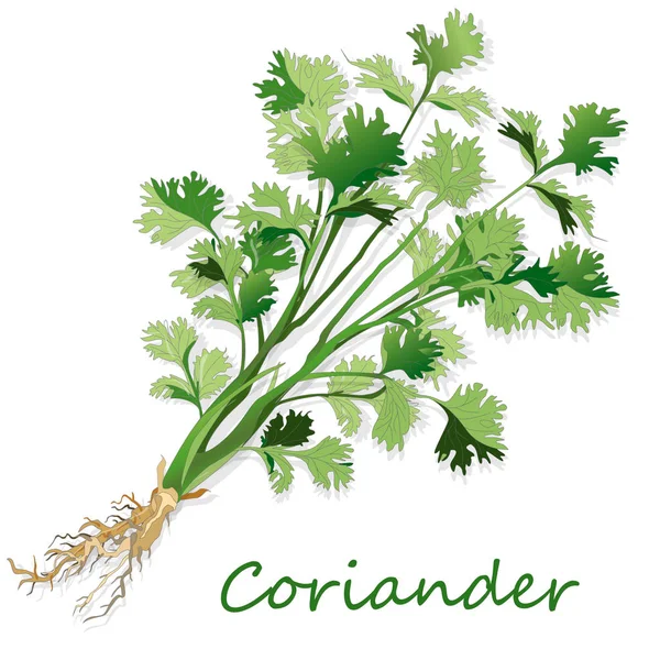 Fresh coriander or cilantro herb. Vector illustration isolated. — Stock Vector