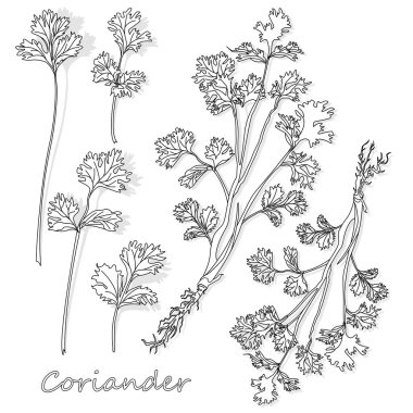 Taze kişniş veya Salantro ot. Vektör illüstrasyon izole. 