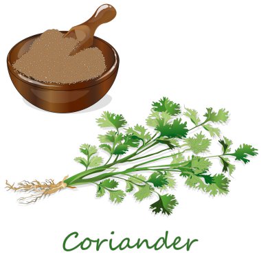 Taze kişniş veya kişniş bitkisi. Bardakta kişniş tozu. Ve