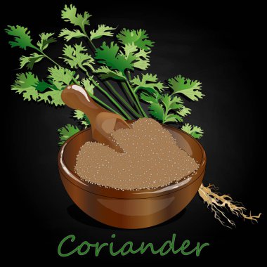 Taze kişniş veya kişniş bitkisi. Bardakta kişniş tozu. Ve