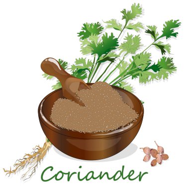 Taze kişniş veya kişniş bitkisi. Bardakta kişniş tozu. Ve