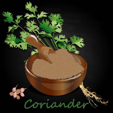 Taze kişniş veya kişniş bitkisi. Bardakta kişniş tozu. Ve