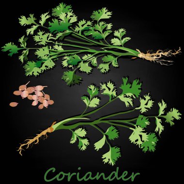 Taze kişniş veya kişniş bitkisi. Bardakta kişniş tozu. Ve