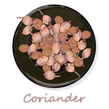 Taze kişniş veya kişniş bitkisi. Bardakta kişniş tozu. Ve