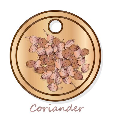 Taze kişniş veya kişniş bitkisi. Bardakta kişniş tozu. Ve