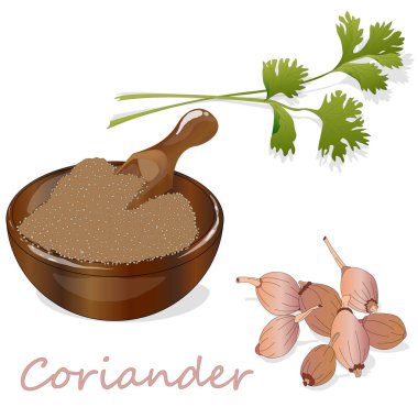 Taze kişniş veya kişniş bitkisi. Bardakta kişniş tozu. Ve