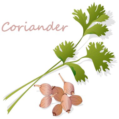 Taze kişniş veya kişniş bitkisi. Bardakta kişniş tozu. Ve