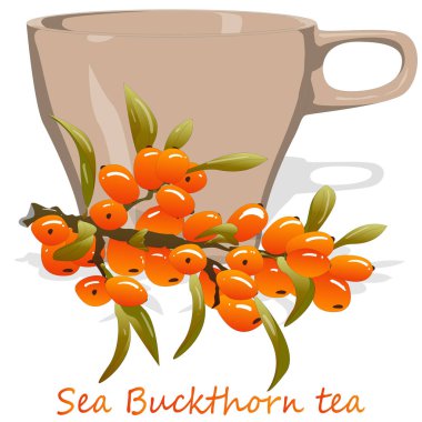 Bir fincan deniz dikeni çayı. L ile deniz dikeni meyveleri Dalı