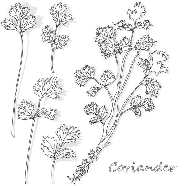 Cilantro fresco o hierba cilantro. Ilustración vectorial aislada . — Vector de stock