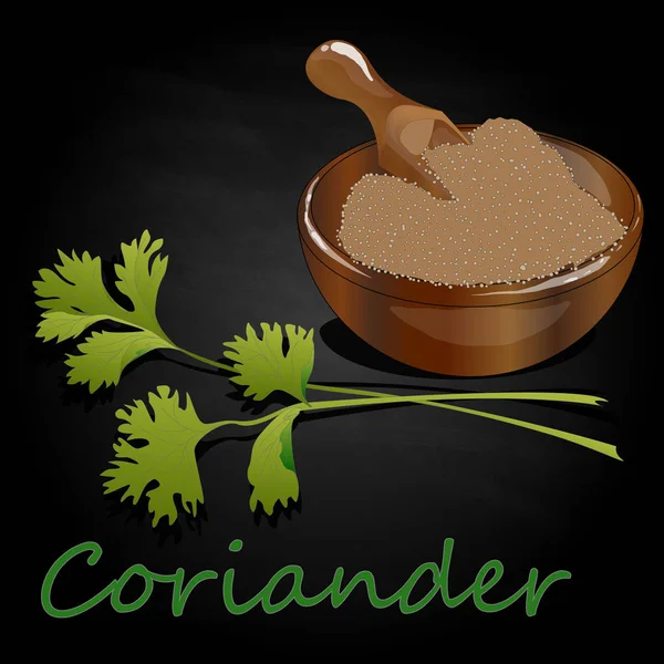 Fresh coriander or cilantro herb.Coriander powder in the cup. Ve — Stock Vector