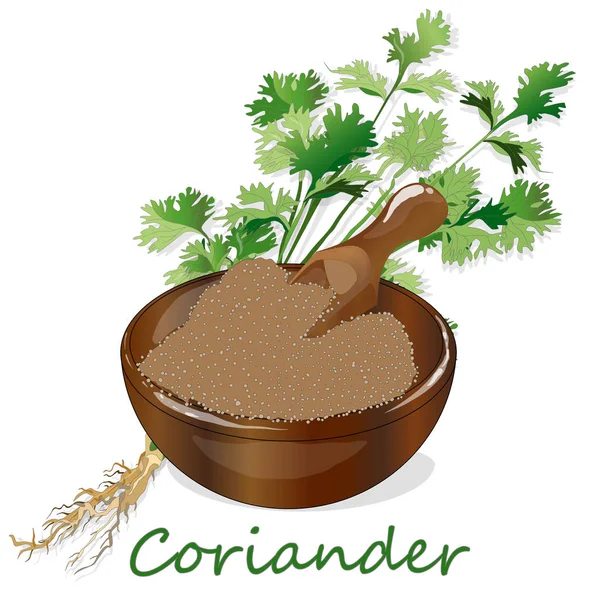 Fresh coriander or cilantro herb.Coriander powder in the cup. Ve — Stock Vector