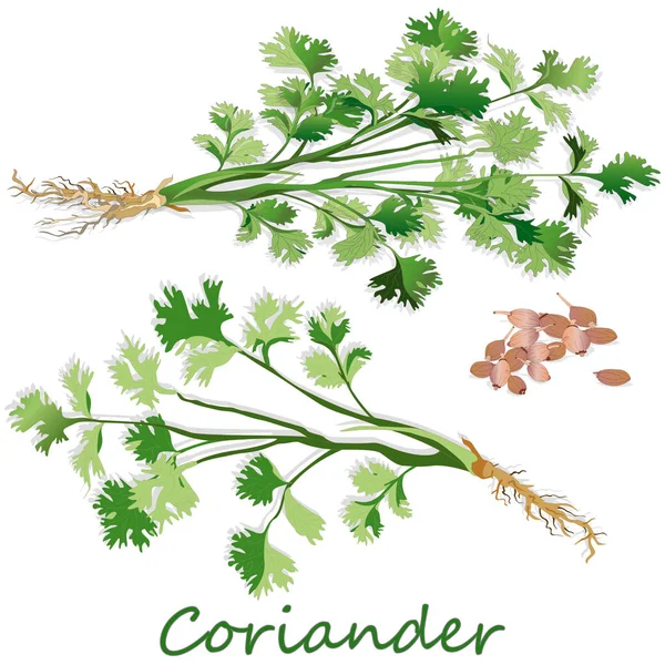 Fresh coriander or cilantro herb.Coriander powder in the cup. Ve — Stock Vector