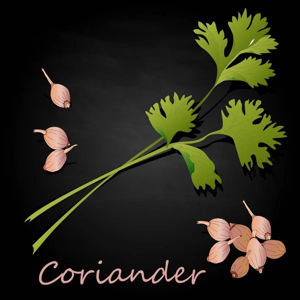 Fresh coriander or cilantro herb.Coriander powder in the cup. Ve