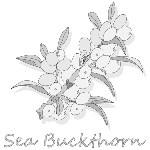 Branch of sea buckthorn berries with leaves. Vector illustration — Stock Vector