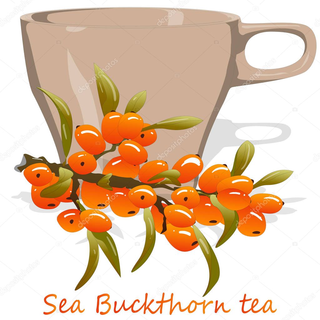 Cup of sea buckthorn tea. Branch of sea buckthorn berries with l