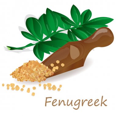 Methi, beyaz arka plan üzerinde çemen tohumu vektör illüstrasyon. 