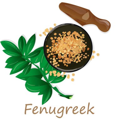 Methi, beyaz arka plan üzerinde çemen tohumu vektör illüstrasyon. 