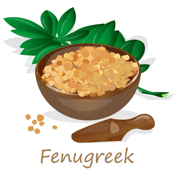 Methi, beyaz arka plan üzerinde çemen tohumu vektör illüstrasyon. 