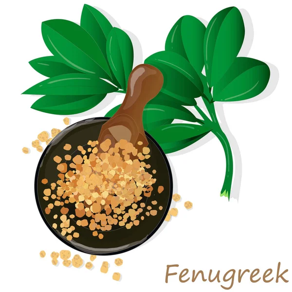 Methi, fenugreek seeds vector illustration on white background. — Stock Vector