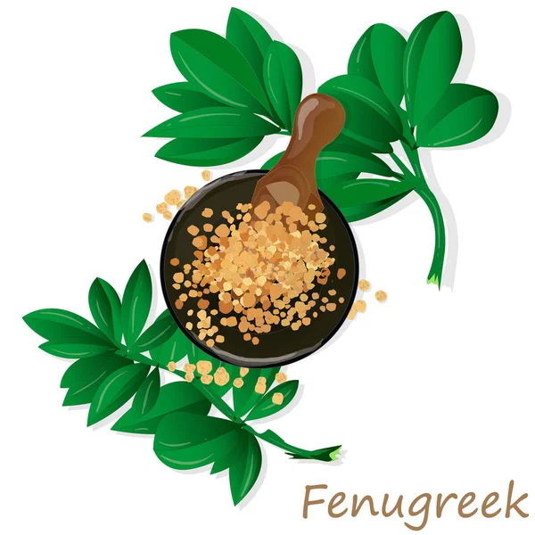 Methi, fenugreek seeds vector illustration on white background. — Stock Vector